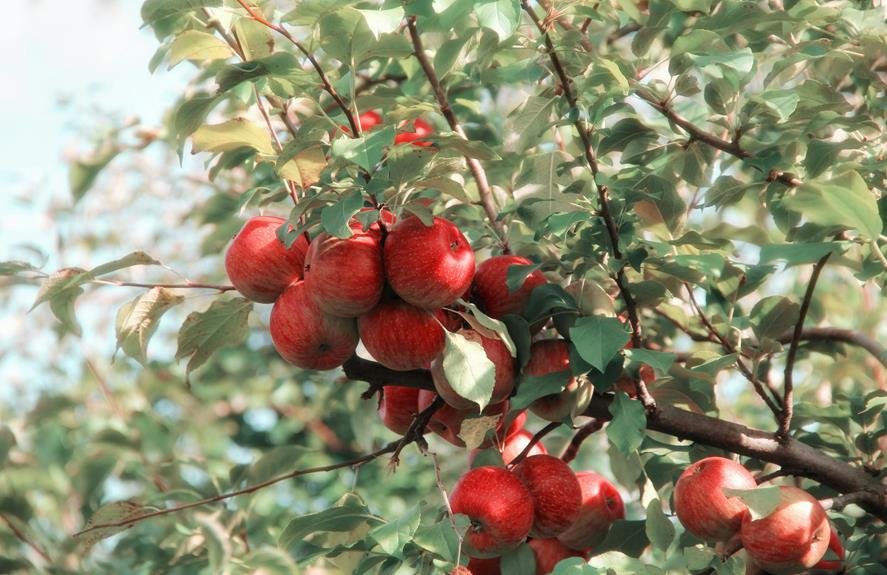 eplecider produksjon av epler